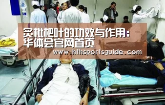 炙枇杷叶的功效与作用:华体会官网首页(图1) 炙枇杷叶的功效与作用:华体会官网首页(图1)